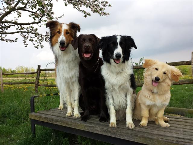 4 sitzende Hunde auf einer Bank